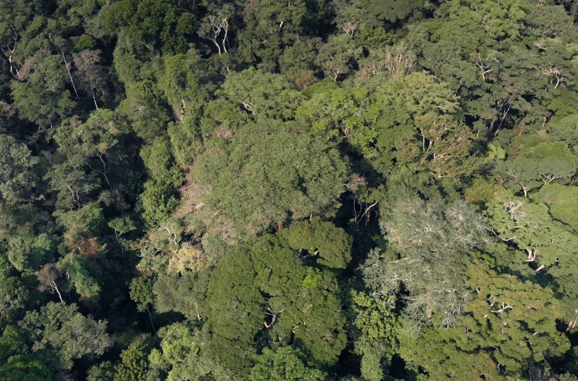 L'Arbre de l'Authenticité