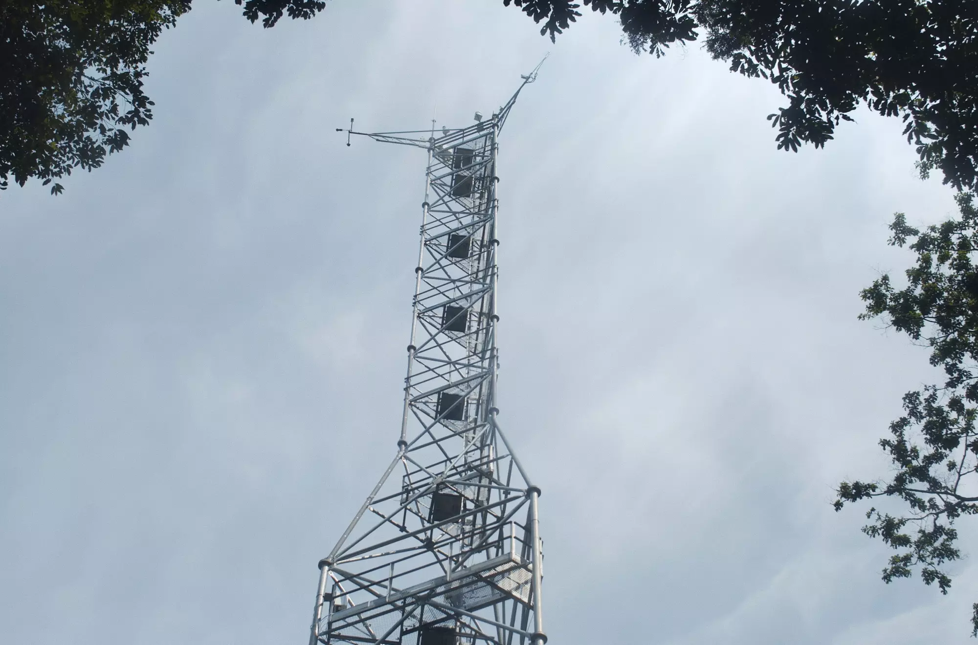 L'Arbre de l'Authenticité