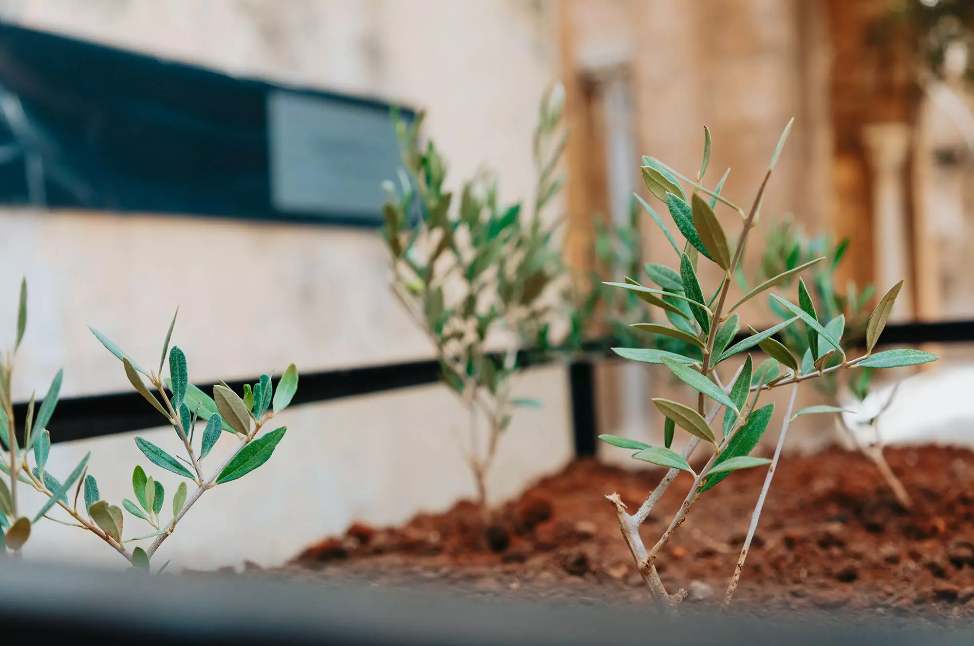 Olive Gathering de Khalil Rebah, Dream projects, Festival Dream City 2023, Tunis.